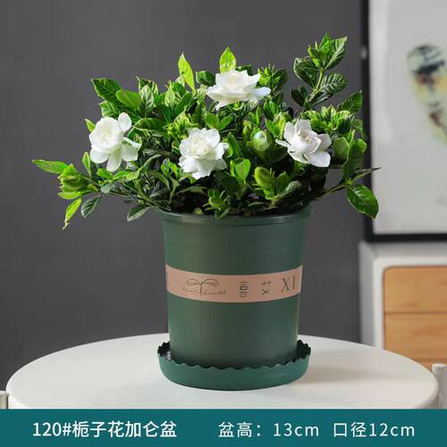 大盆栀子花室内盆栽四季开花绿植阳台花卉好养植物净化空气吸甲醛