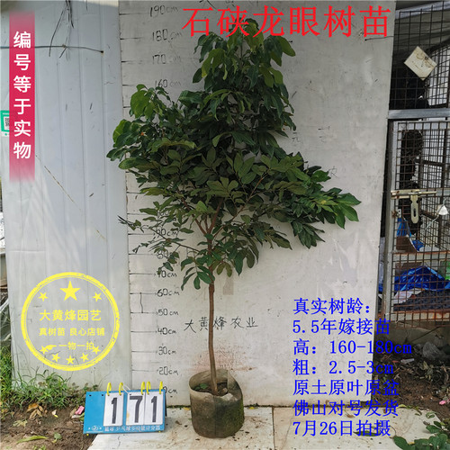 龙眼苗正宗石硖龙眼嫁接苗香甜核小南方结果种植阳台庭院盆栽果树