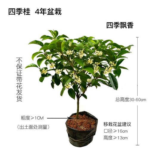 老月桂花造型盆栽盆景矮株四季桂结籽月月开花原生浓香型名贵