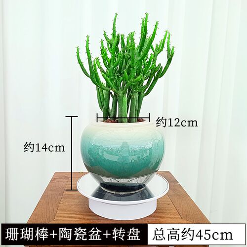 水培珊瑚棒山多肉绿植物仙人掌微景观四季常青盆栽室内净化客气