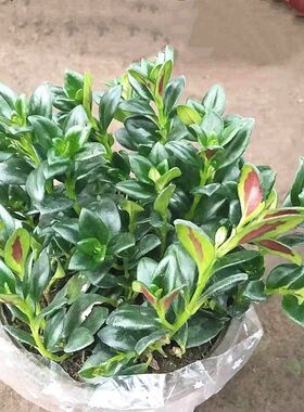 吊兰室内垂吊植物金边金鱼吊篮吸甲醛客厅书房绿植花卉净化空气