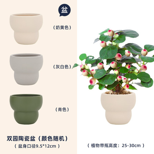 小盼菩提树盆栽植物室内奶油盆景办公室桌面好养净化空气观叶绿植