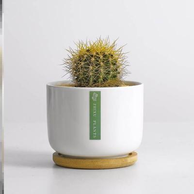 极速工礼位绿植小O16530盆栽好活四G季桌养面仙人掌女神绿植物懒