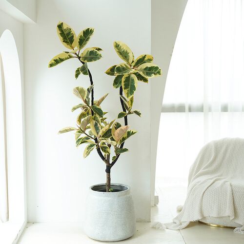 热销花叶油画橡皮树花金刚客厅盆栽大型观叶真P绿植办公室好养吸