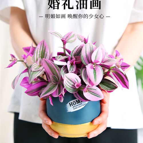 热销油画婚礼吊兰盆栽胭脂云多肉植F物办公室内花卉桌面水培好养