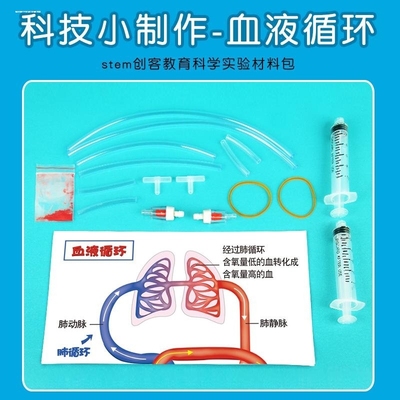 儿童认识人体器官血液循环模型教具图初中生物小学生医学实验器材