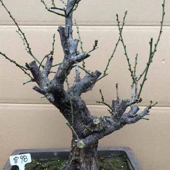 新品新款一物一拍实物梅花盆w景原生宫粉梅 宫粉梅老桩矮霸造型树