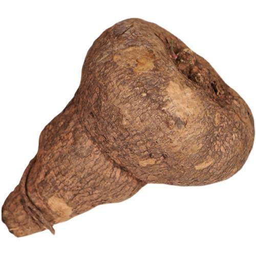 极速象足龟特色不爬藤圆叶山乌龟立E杆非一叶龟素可泰罗卜龟红藤,鲜花速递/花卉仿真/绿植园艺,多肉植物,淘宝优惠券,粉丝福利购,淘宝优惠卷