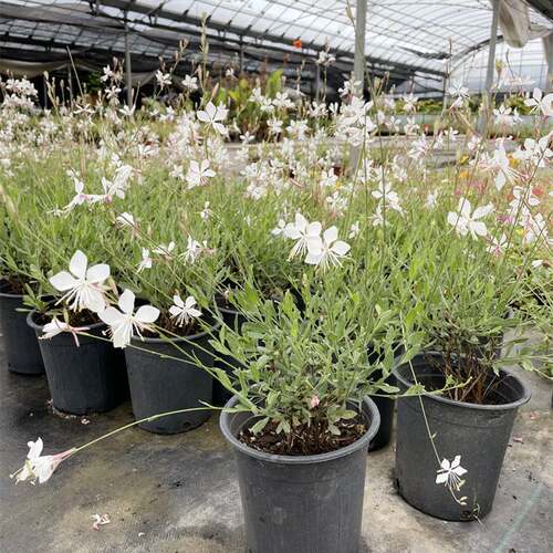 新品千鸟花盆栽 山桃草花卉室外庭院阳H台花镜植物 花卉多年生宿