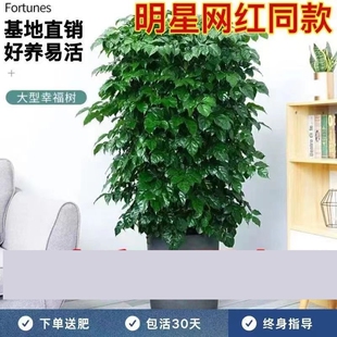 极速幸福树丛生独杆盆栽客厅家大绿植室内办公室绿U宝开业乔迁新