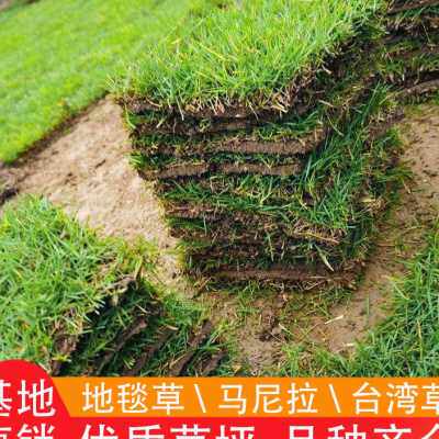 新品草皮真e草坪带泥土四季青别墅花园庭院绿化地毯马尼拉百慕大