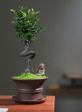 新品新小叶紫檀根艺造型黑v骨茶提根室内盆景茶室庭院黑骨香绿植