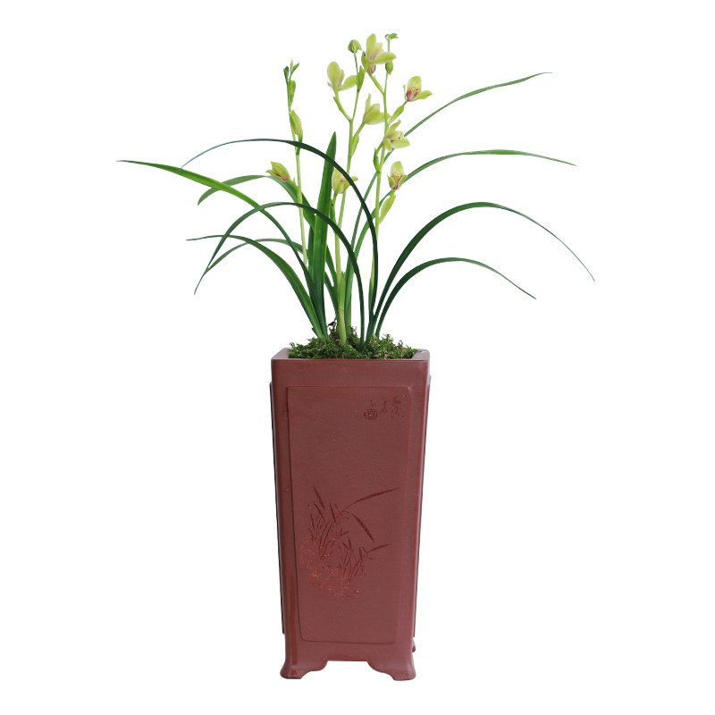新品建兰兰c花四季夏皇梅浓香花卉景栽盆土绿植带草植物名贵苗花