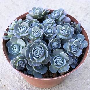 极速子持莲华植物盆栽爆盆肉肉多头群生迷你可Q爱植物好养子持莲