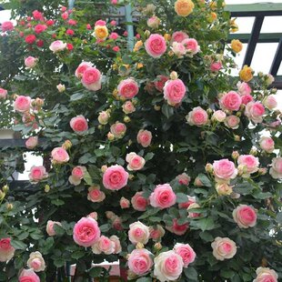 新品新品藤本f樱霞大苗月季花攀爬四季耐旱耐热爬藤植物墙J薇花苗