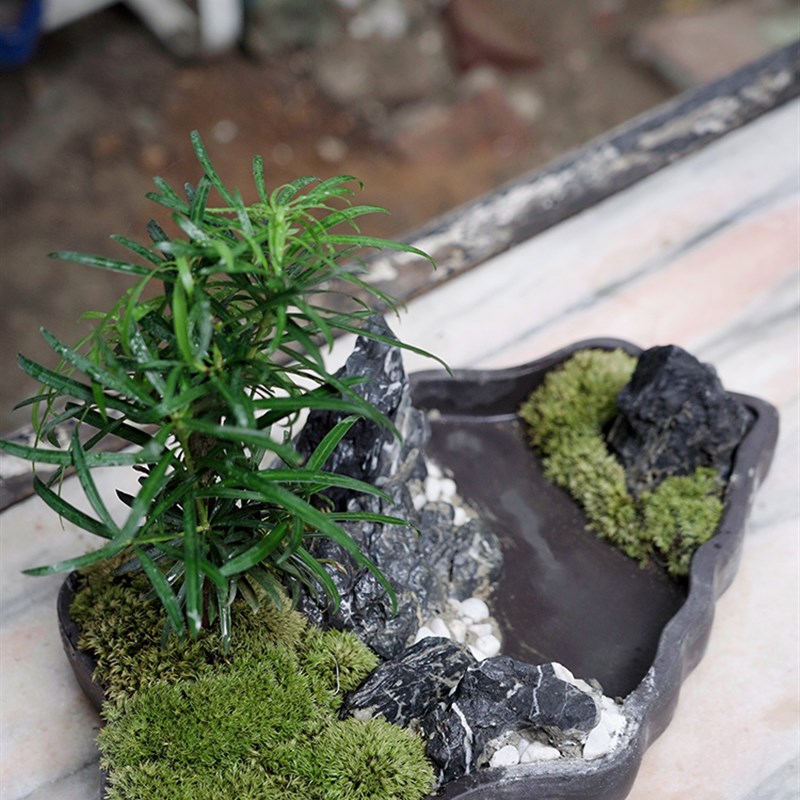 极速3号老桩绿植罗汉松青龙苔藓石室内盆景办公T室客厅茶台装饰好