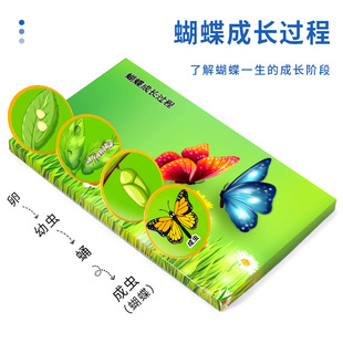 科学小实验diy蝴蝶长大了演示过程儿童科技小制作生物材料包套装