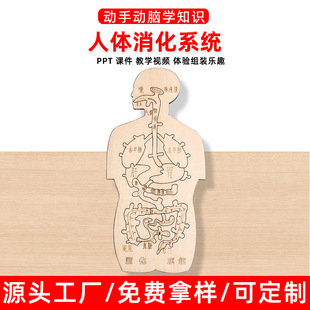 消化系统木趣味人体器官认知模型科技小制作手工diy简易自制材料