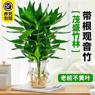 速发观音卉富贵竹水培植物带根花竹绿植绿萝室内盆栽转运竹子水养