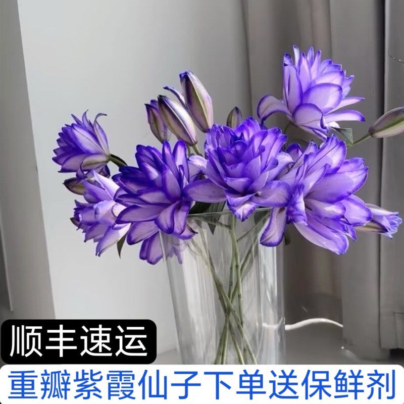 速发重瓣紫霞仙子百合鲜切花家庭插花水培云南基地直发快递