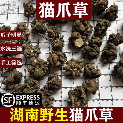 湖南野生猫爪草中药材正品