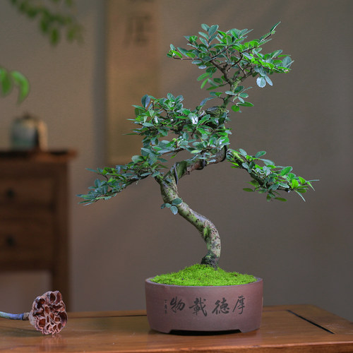 新品榆树老桩中式k造型盆景庭院室内桌面好养观叶绿植耐阴花卉植