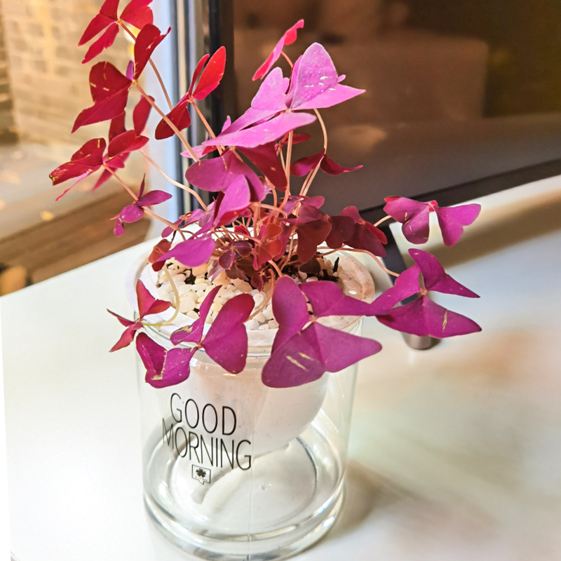 极速酢浆草盆栽带花苗紫色醡浆草观叶老桩K幸运草紫蝴蝶三叶草植