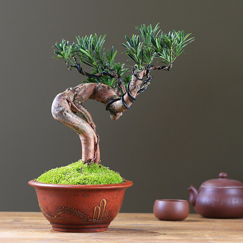 新品矮霸b罗汉松盆栽精品庭院高端绿植盆景客厅桌面室内植物一物