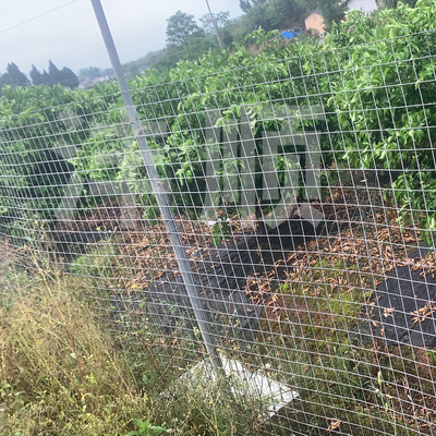 极速镀锌铁e丝网围栏养殖网户外钢丝网围墙护栏栅栏网铁网格网家