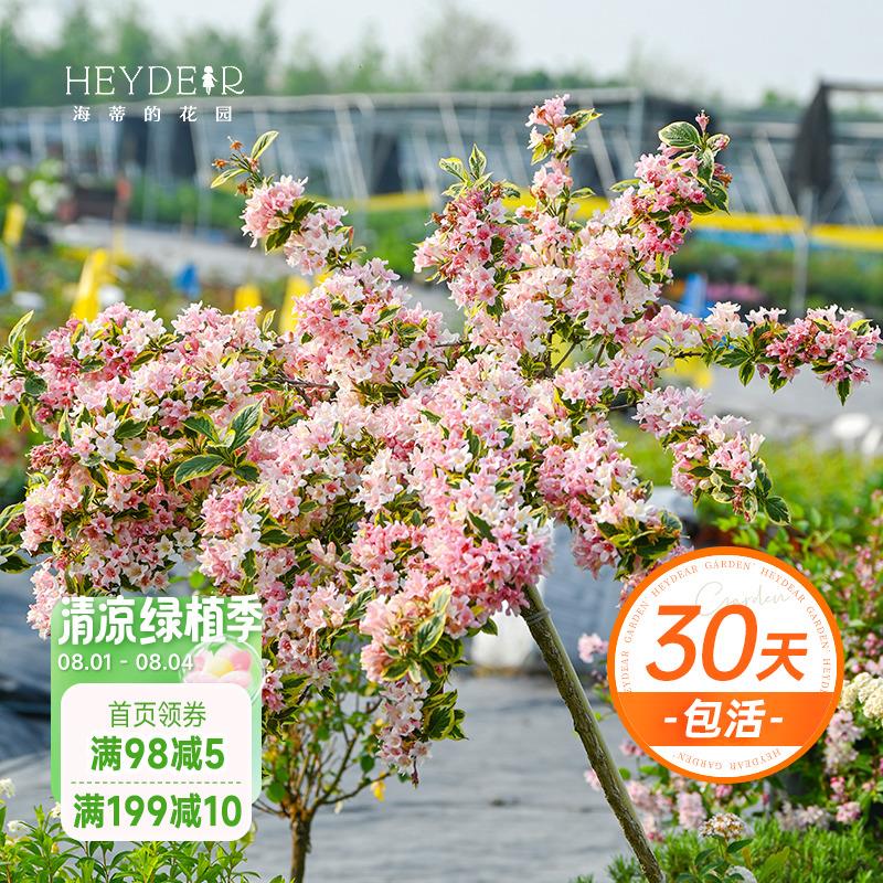 海蒂的花园花叶锦带乌木象牙红宝石灌木耐寒庭院造景植物花卉盆栽