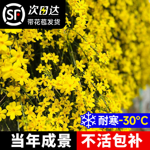 速发迎春花带花苞藤条盆景花季庭爬连翘院藤植物四卉开花耐寒大苗