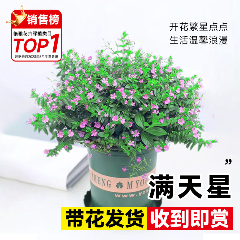 速发满天星盆栽带花苞四厅植室内外客季开花绿台物好养易活花卉