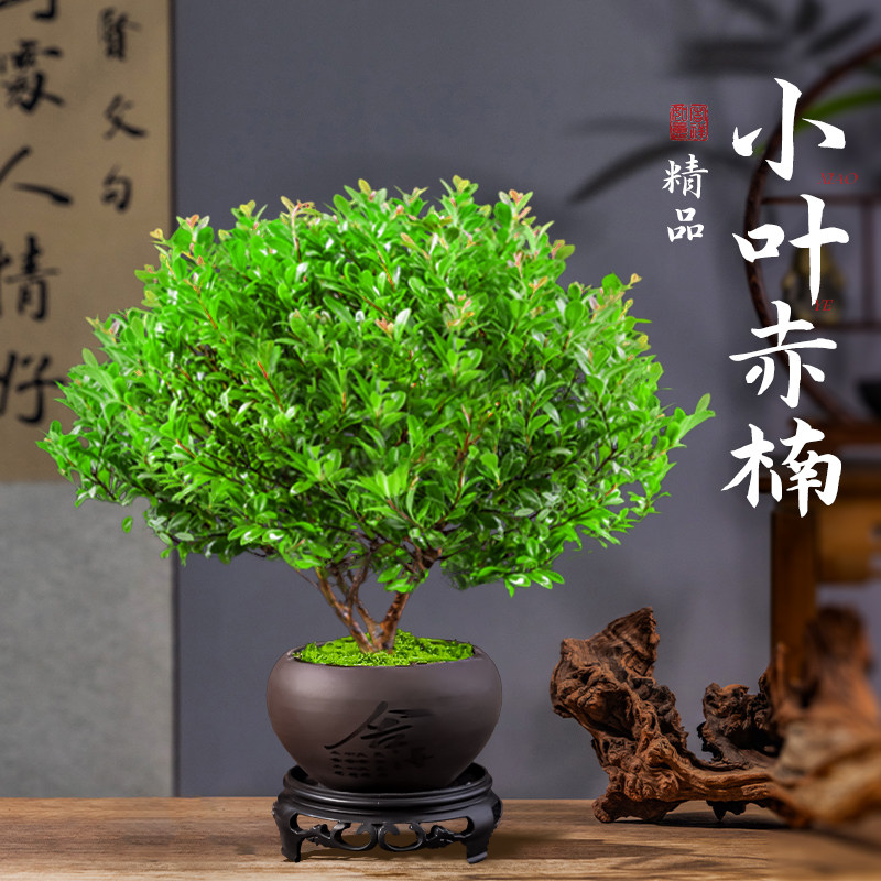 速发小叶赤植盆景老桩金丝楠木盆栽室内桌四办公室绿楠物面季好养