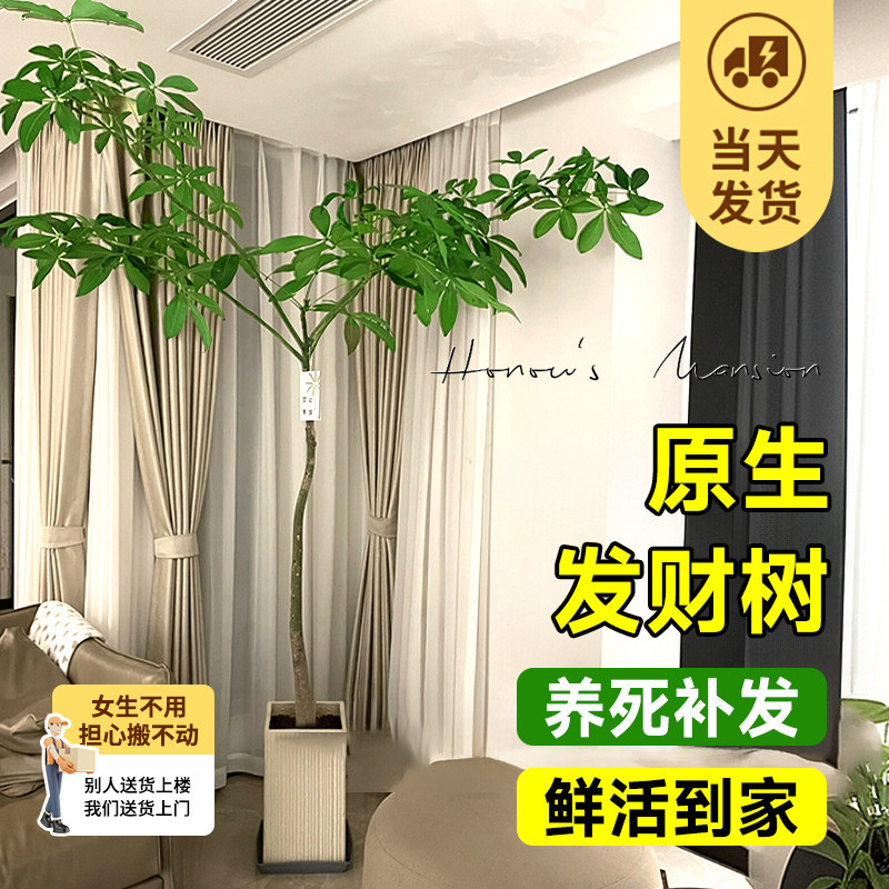 速发原财树盆栽老内植物客绿大型厅植发财树乔迁新居室桩落地真花