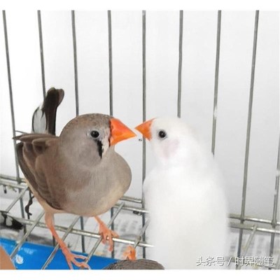 速发珍珠鸟活物灰白文鸟七彩文鸟灰白鹦鹉活鸟萌鸟一对小手养鸟