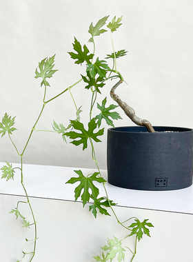 枫叶苦瓜 一物一拍 潮流块根多肉植物Cissus tuXberosa