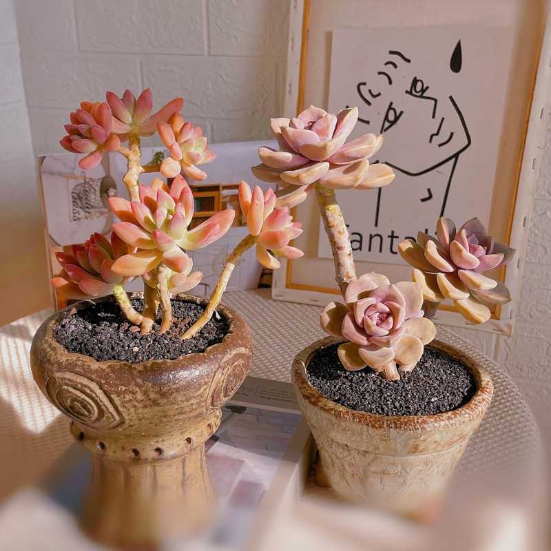 极速紫乐多肉肉i植物组合老桩群生多头大颗好养精品盆栽网红室内