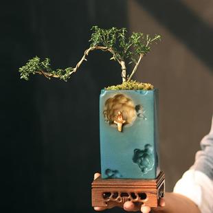 常青绿植提根六月雪悬崖桌面小型盆栽办公室摆件 陶瓷复古禅意四季
