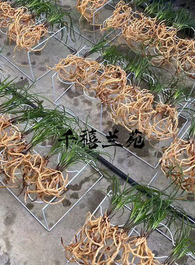 极速兰花护茎g土护心土铺面土颗粒植料兰花土干净疏松植金石绿植