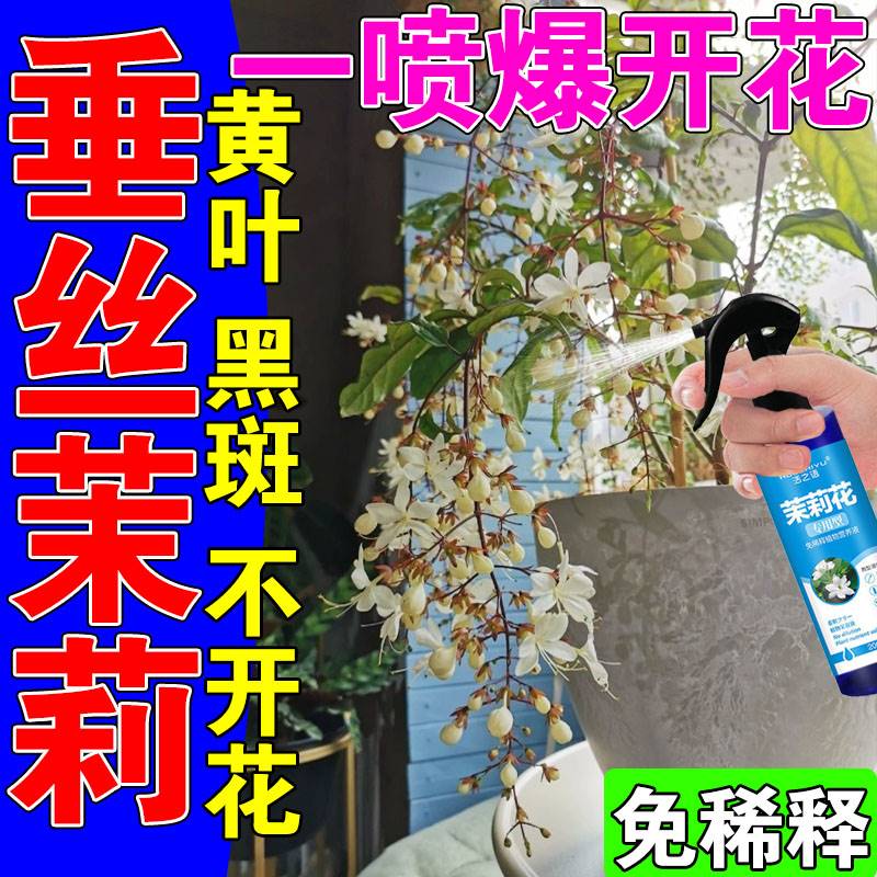 极速垂丝茉莉肥治黄叶焦边v烂根叶子发黑炭疽病枯叶病一喷绿营养