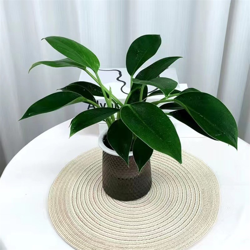 极速【买三送一】l灰透塑胶盆富贵竹金钻发财树九里香绿植物桌面