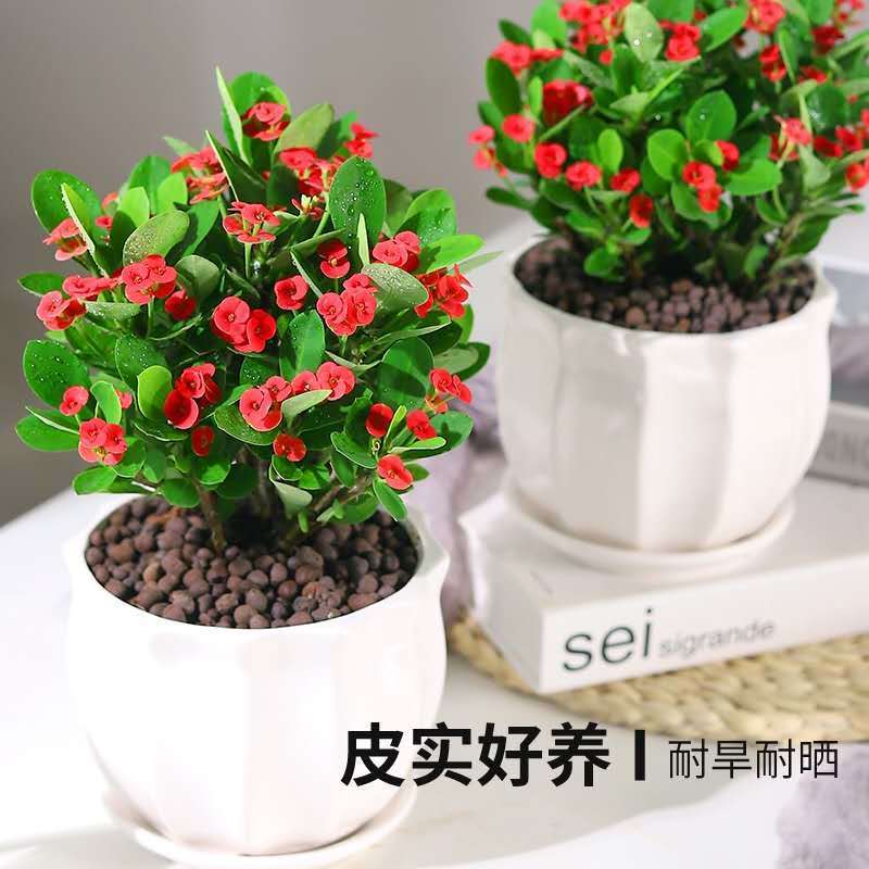 极速海棠花盆栽花卉观花植物室内花好养四季开R花的花绿植铁海棠