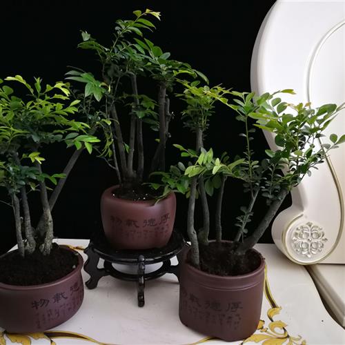 极速小叶紫檀盆景树桩植物v花卉盆栽办公室内绿植黑骨茶苗耐寒