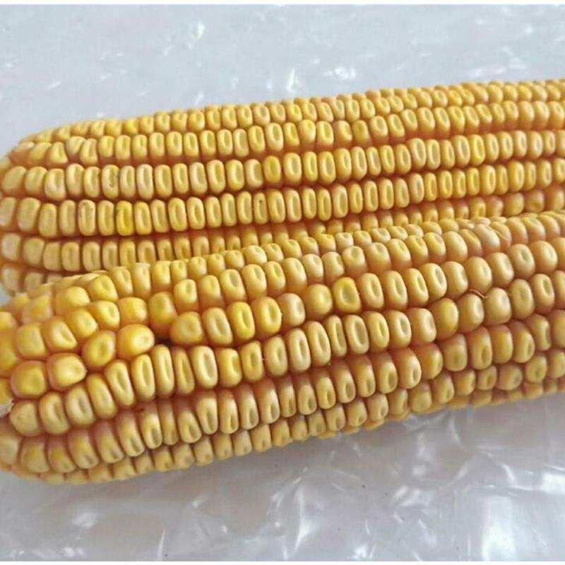 极速干玉米粒喂鸡普通钓鱼野钓B水库小鸽子喂猪鸡饲料中大鸡钓鱼