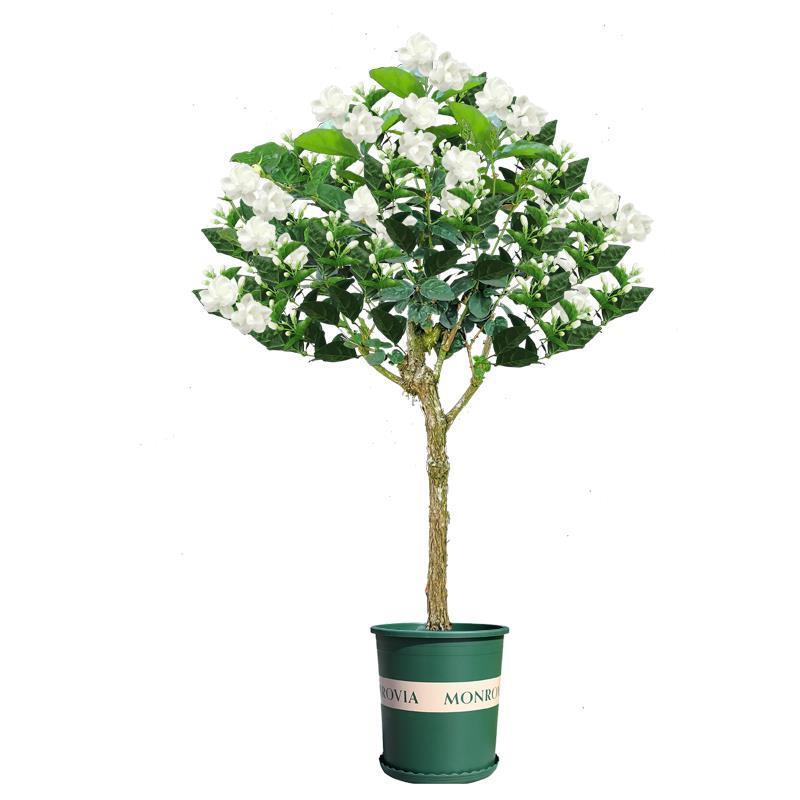 速发茉莉花盆栽苗独杆独苗树重瓣白植物室内阳台四季花卉观花驱蚊