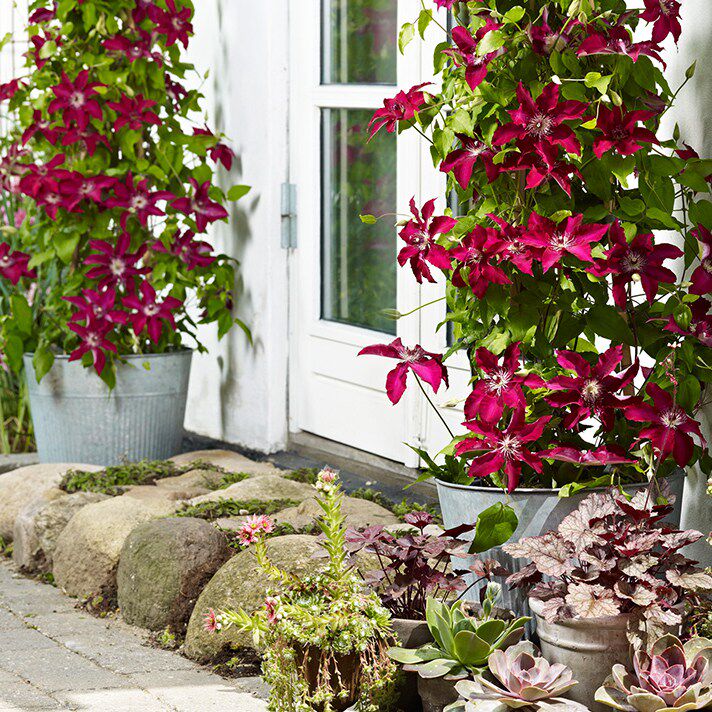 速发龙龙月季园艺 l吉娜 铁线莲大道铁阳台庭院攀缘爬藤花卉新手