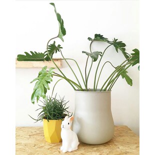 极速植物私生活 小天使蔓绿绒y仙羽 观叶绿植 水培盆栽 玻璃花瓶