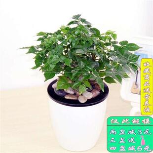 极速家庭大型绿植耐寒冬r季适合家里养的组合盆景花卉竹花树绿客