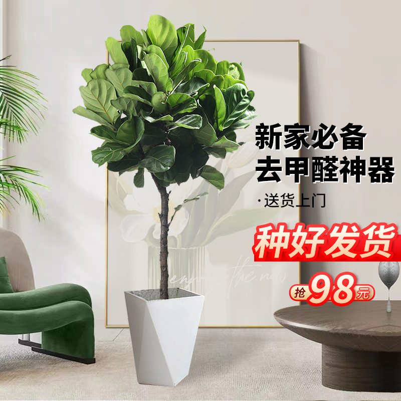 极速琴叶榕客厅绿植迁室内大型盆栽落棒棒糖办公地室乔Z新家吸甲
