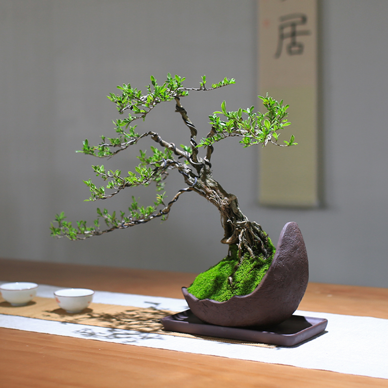 极速六月雪盆栽精品川派盆v景老桩悬崖造型室内前台客厅观叶绿植